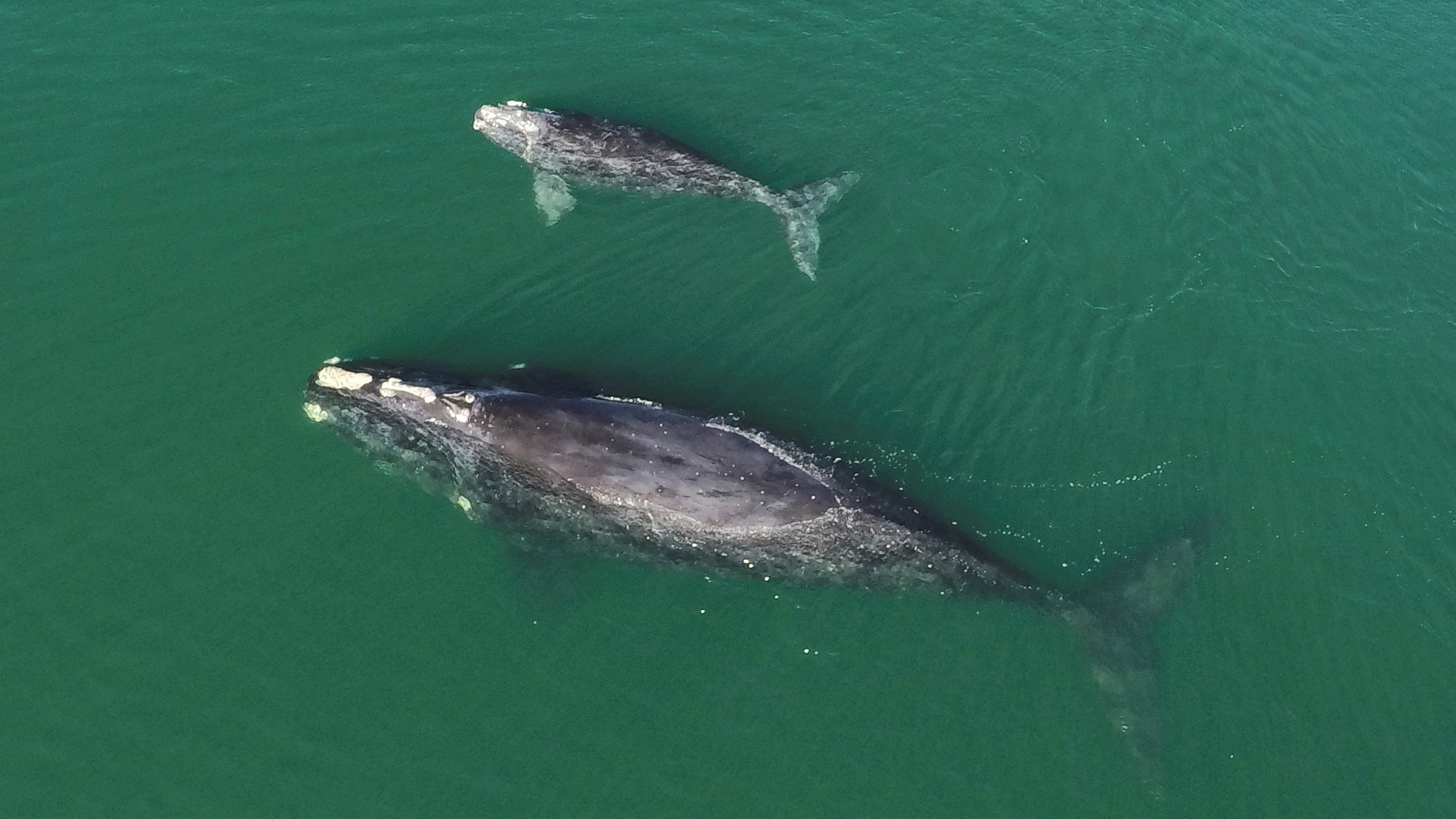 A North Atlantic right whale mother and calf swim off the coast of Georgia.