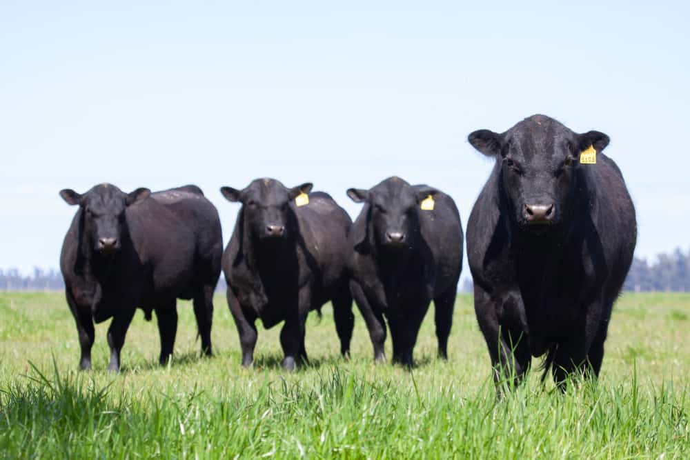 The black Angus bull trade and the need for tracking its supply chain (Photo: Shutterstock)